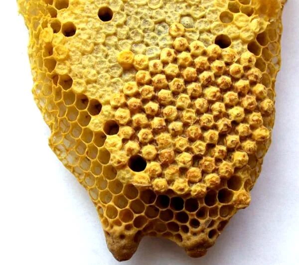 Медовая вощина. Соты пчелиные. Восковые соты для пчел. Необычные соты пчел.