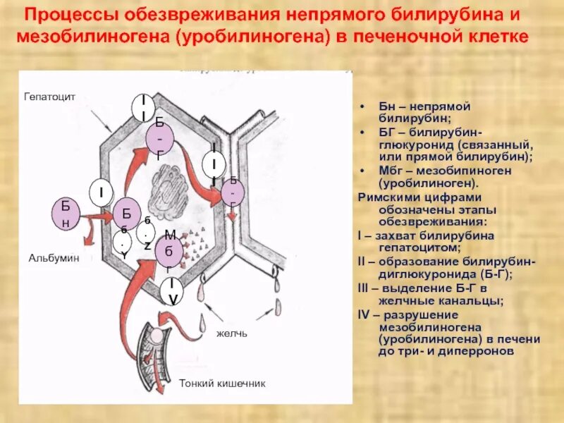 Когда в моче определяют мезобилиноген уробилиноген. Когда в моче определяют мезобилиноген уробилиноген