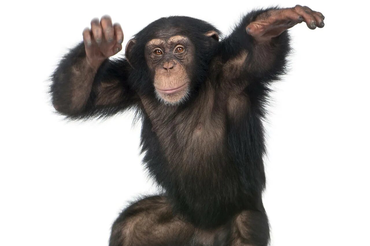 A chimp can перевод. Шимпанзе. Обезьяна без фона. Мартышка на белом фоне. Белая обезьяна.