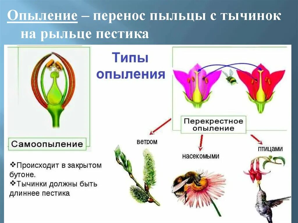 Перенос пыльцы на рыльце пестика называют. Перекрестное опыление растений. Опыление растений 6 класс биология. Типы опыления растений 6. Типы опыления растений 6 класс сообщение биология.