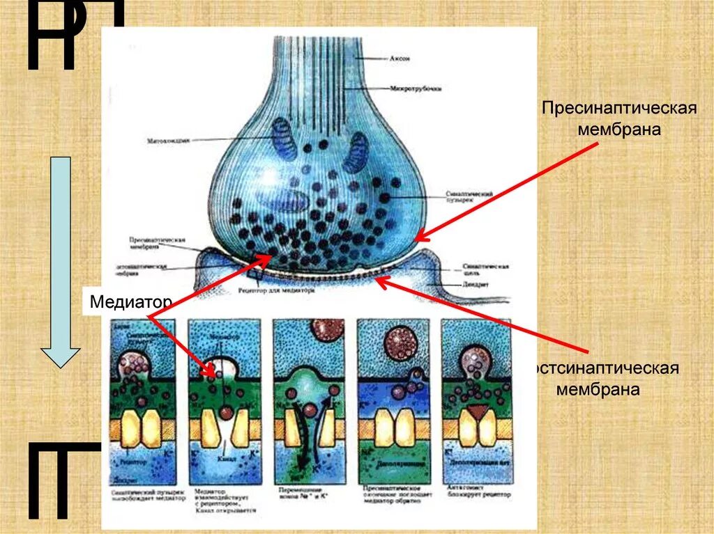 Синаптические пузырьки. Синаптическая щель и нейромедиаторы. Выброс нейромедиаторов в синаптическую щель. Медиатор в синаптической щели. Схема Аксон и пресинаптическая мембрана.