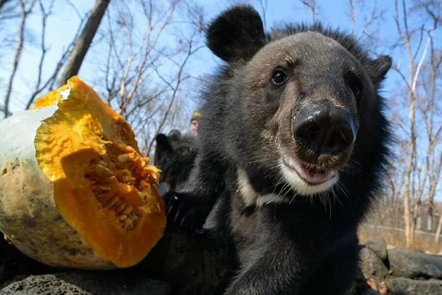 Питание медведя. Гималайский медведь ест. Гималайский медведь питание. Гималайский медведь кушает. Медведь ест мед.