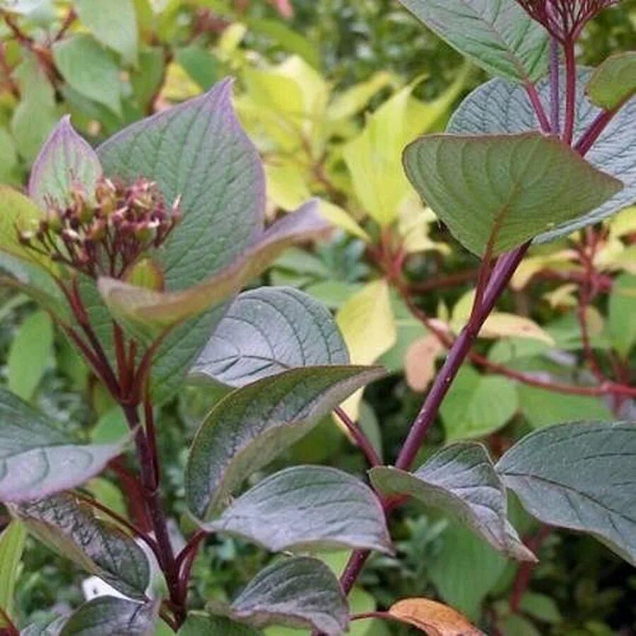 Дерен Вестонбирт. Cornus Alba 'Westonbirt'. Дерен белый Вестонбирт. Дерен Корнус.