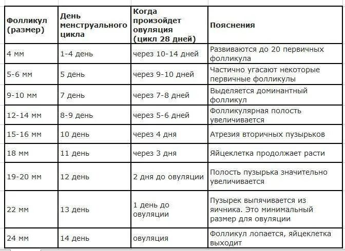 Фолликулы по дням цикла норма таблица. Размер фолликула по дням цикла таблица. Размеры фолликулов по дням цикла норма. Рост фолликула по дням цикла таблица норма. Фолликул яичника размеры