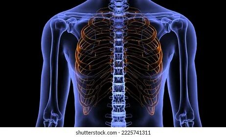 Body of rib