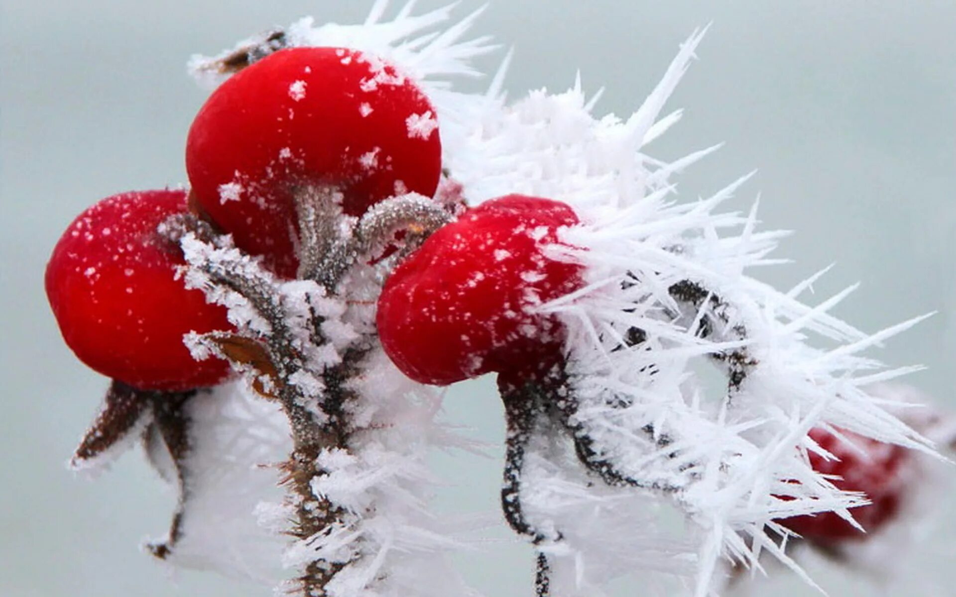 С морозцем картинки. Константин бальмонт морозные узоры. Зимние цветы. Мороз иней. Цветы в инее.