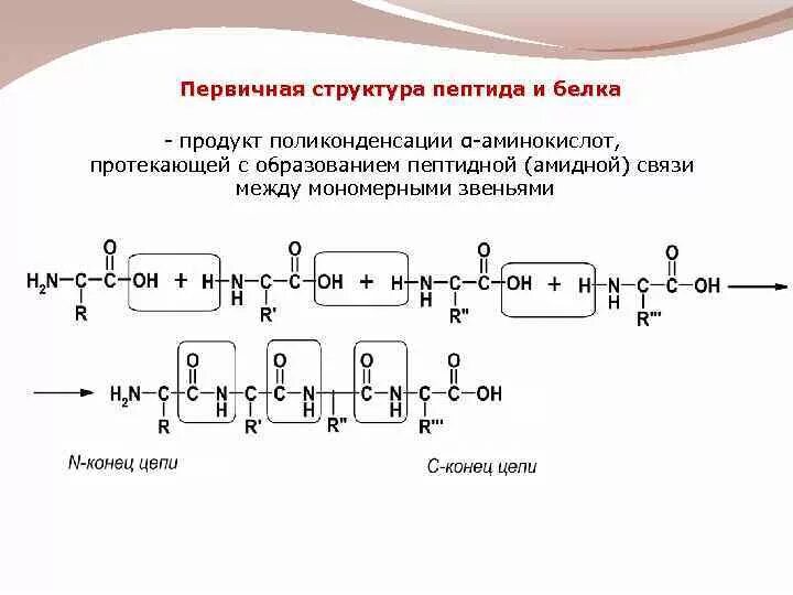 Образование белков