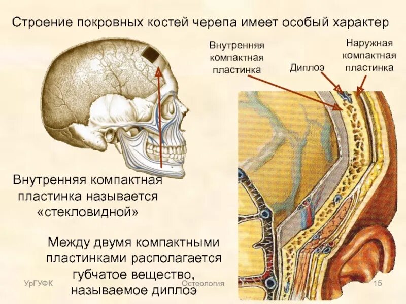 Строение покровных костей черепа. Внутренняя пластинка свода черепа. Кости свода черепа строение. Особенности строения костей свода черепа. Слои свода