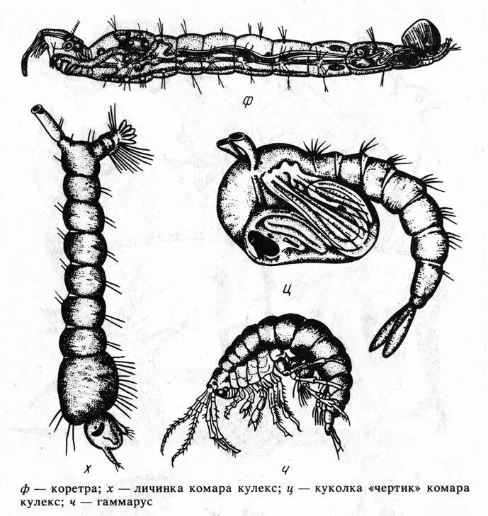 Черви комаров. Личинки комаров мотыль. Мотыль это чья личинка комара.