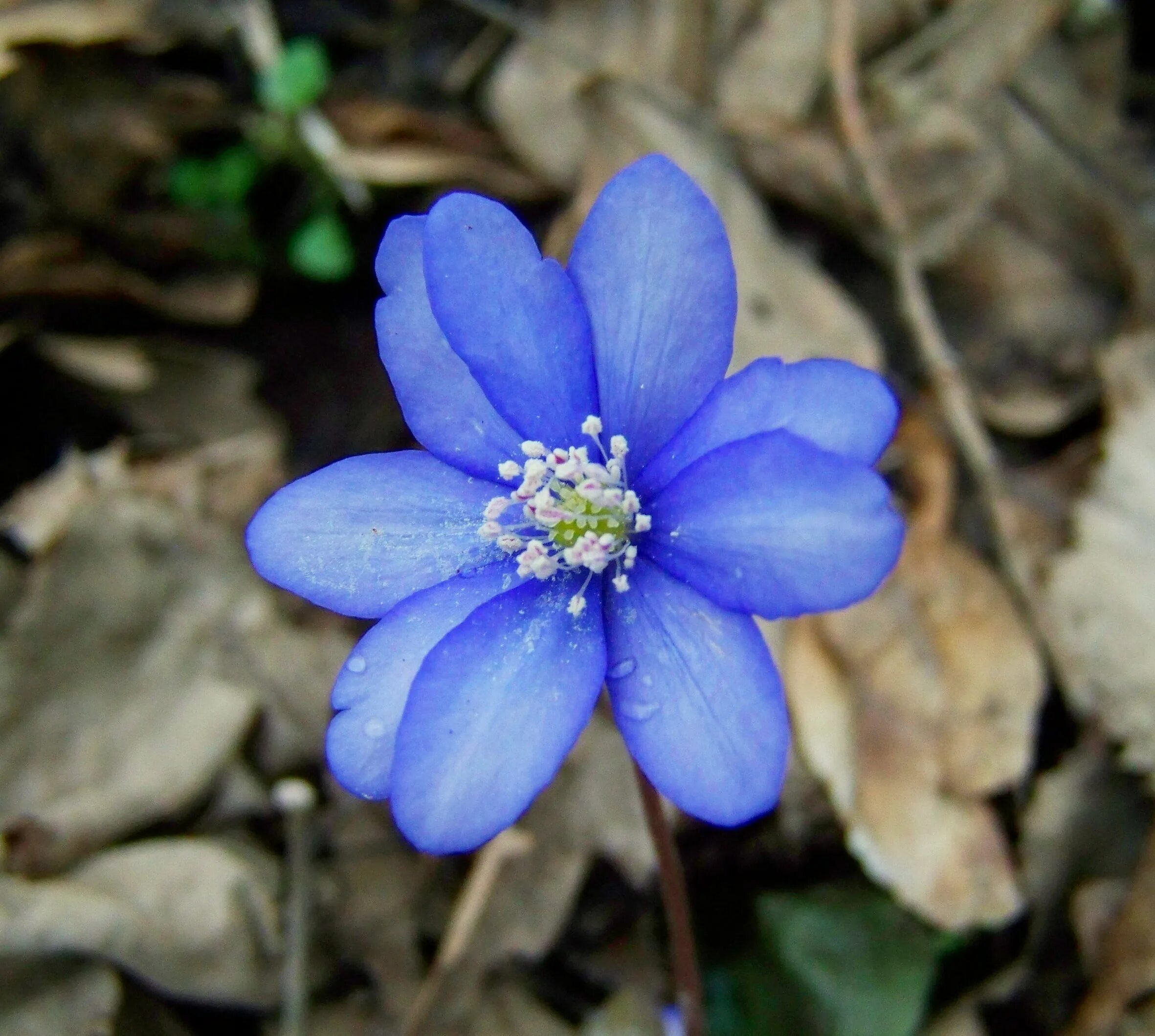 Ранние маленькие цветы. Лесные цветы голубенькие. Печеночница ядовитое растение. Синие Лесные цветы. Цветочки синие Лесные.