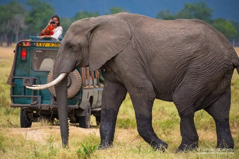 Самые большие животные список. Гигантский слон. Гигантские слоны. Самый гигантский слон. Самые большие слоны в мире.
