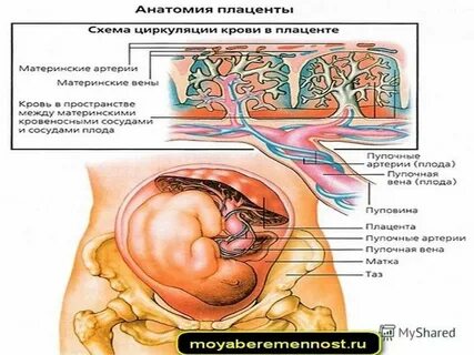 Предохраняет плод от механических повреждений