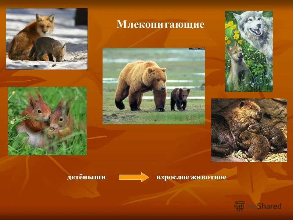 Бразильский тапир. 15 млекопитающих. 15 млекопитающих. Цикл развития млекопитающих схема. 15 млекопитающих.