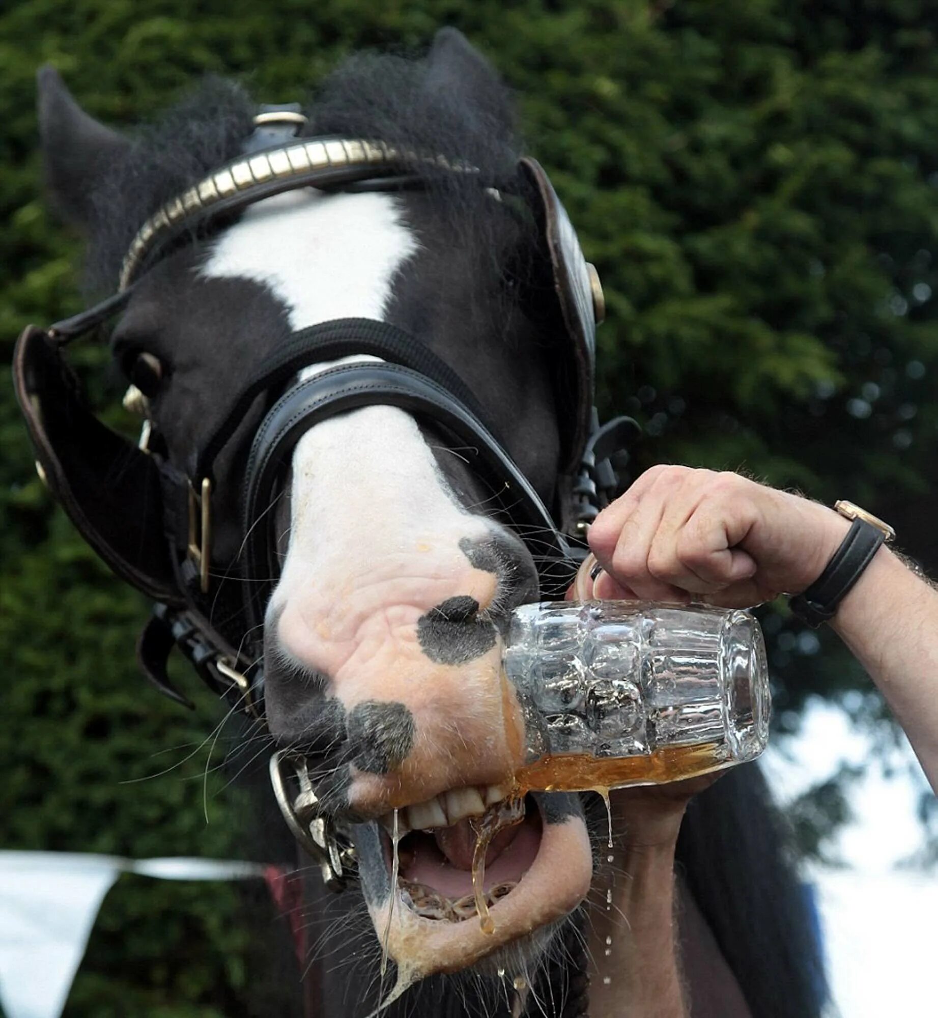 Пьющий конь. Лошадь пьет. Пьющий конь. Пьющий конь. Лошадь возле реки.