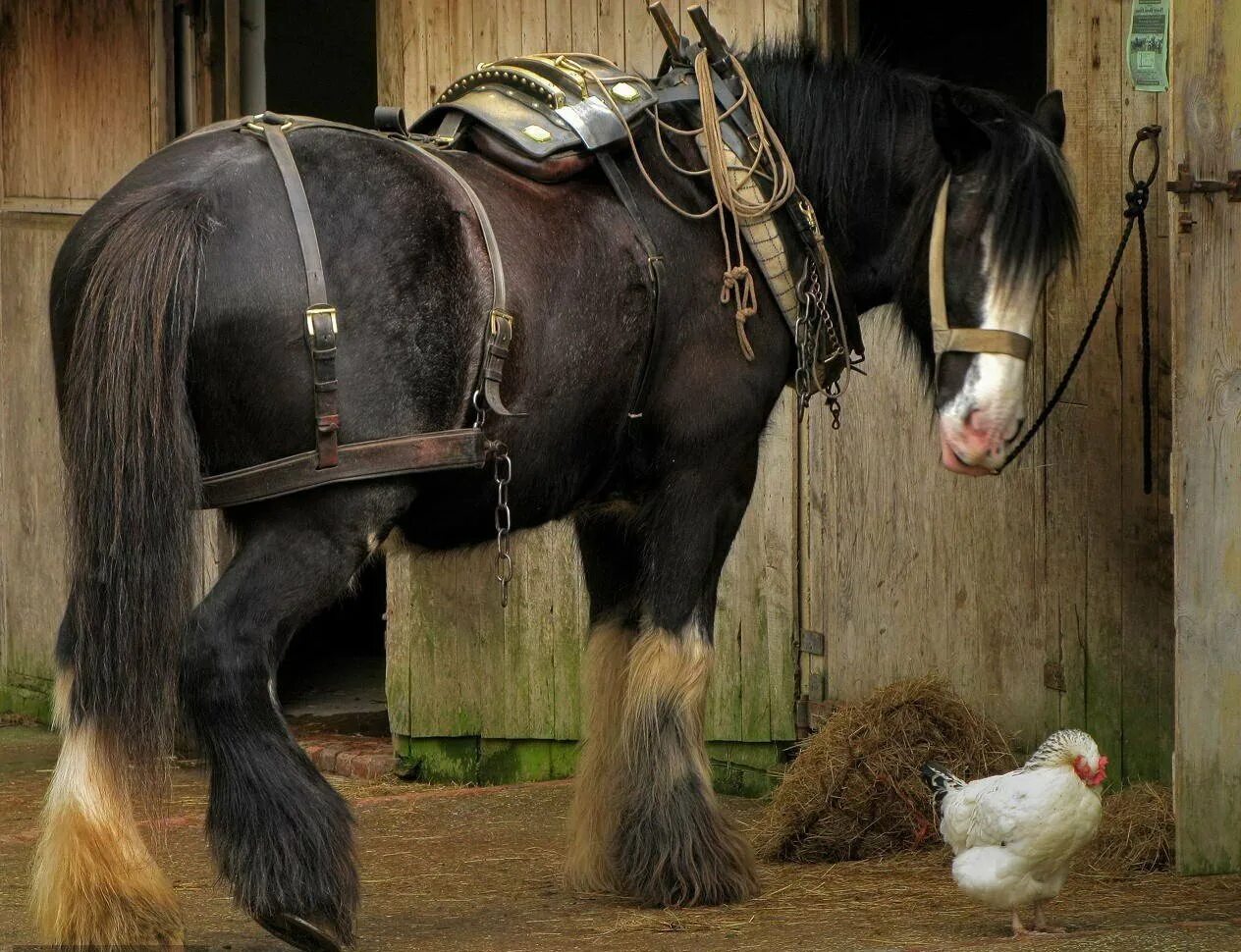 Конь тяжеловоз шайр. Гонки на тяжелых лошадях. Конь тяжеловес брабансон. Голландская упряжная ломовая лошадь. Арденский тяжеловоз.