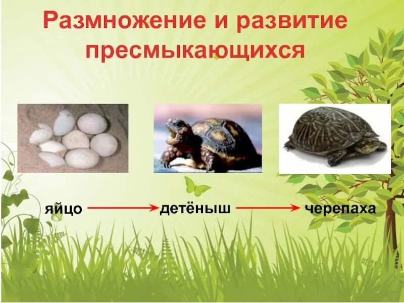 Премыкающие размножение и развитие. Размножение и развитие пресмыкающихся. Размножение и развитие животных 3 класс. Размножение и развитие черепах.