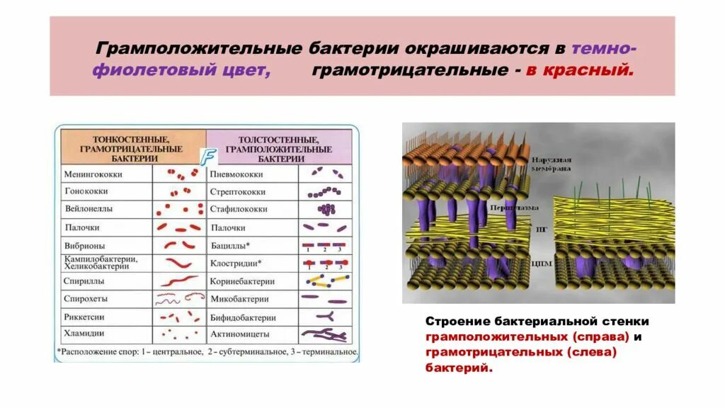 Грамм плюс грамм минус. Грам- бактерии строение. Строение грамположительных и грамотрицательных бактерий. Строение грамположительных бактерий. Классификация грамм- бактерий.