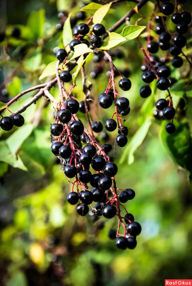 Ягоды черемухи фото. Черёмуха обыкновенная ягоды. Черемуха обыкновенная черная. Черемуха ягодки. Ягоды черемухи фото.