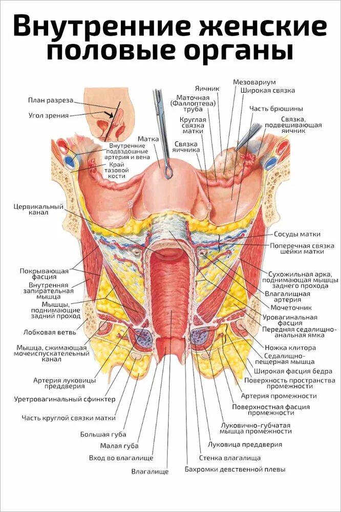Женские половые органы лекция. Женские внутренние органы. Наружные и внутренние женские половые органы. Внутренние женские органы женские. Строение женских.половых органов.