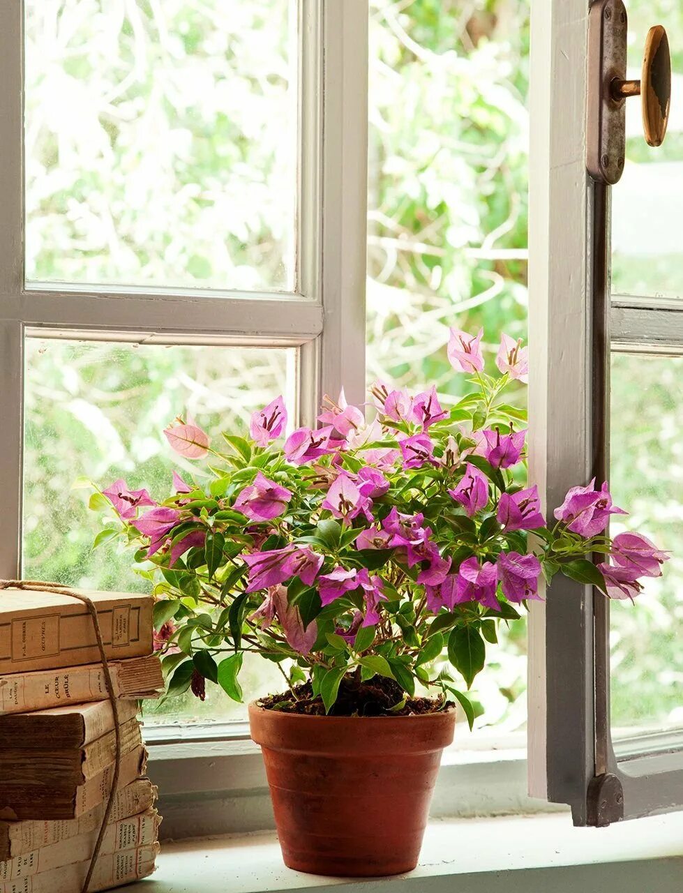 Герань бугенвиллия. Бугенвиллия сандериана. Бугенвиллия цветок комнатный. Комнатные растения на окне. Комнатные растения южные