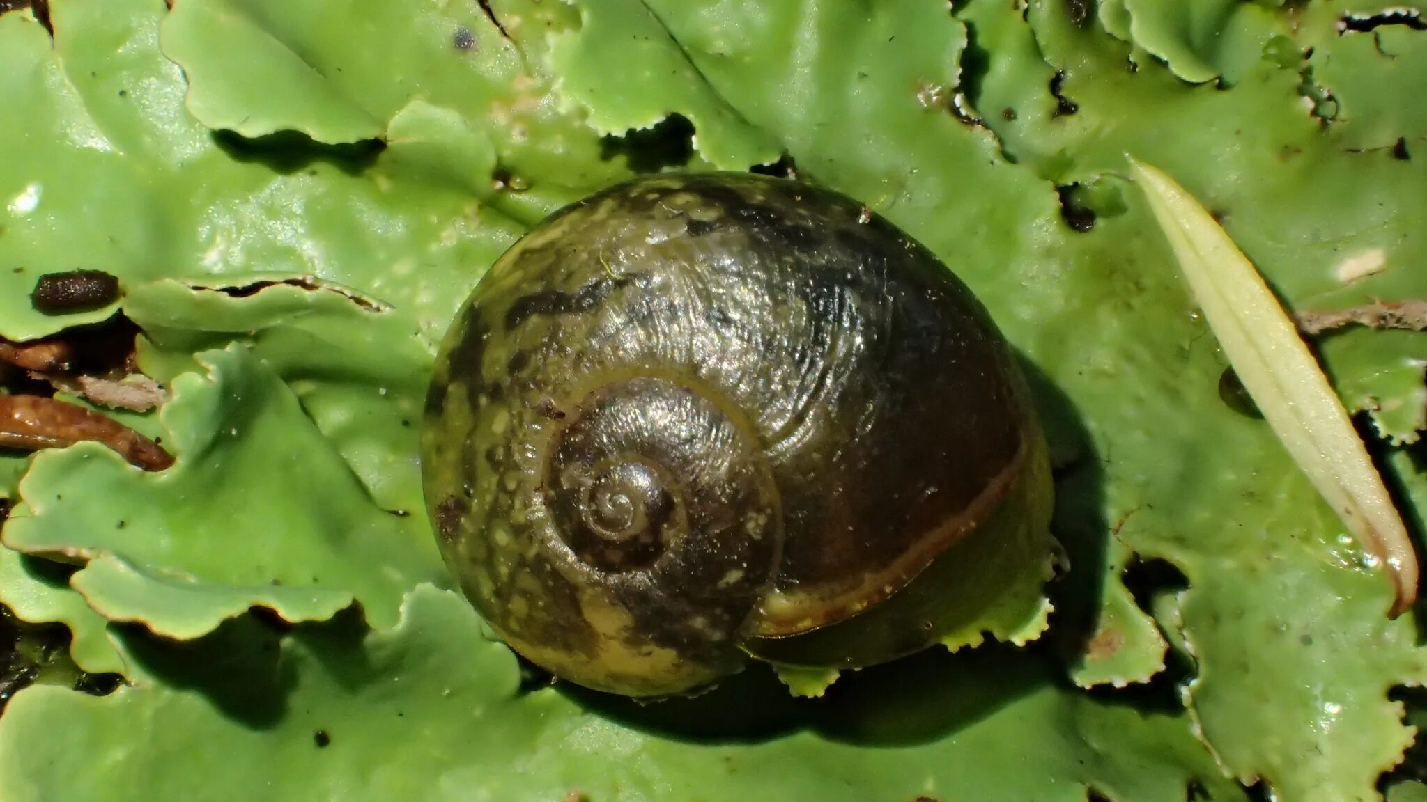 Ритида австралийская. Хищные наземные улитки ритиды. Scolypopa Australis. Microcavia Australis.