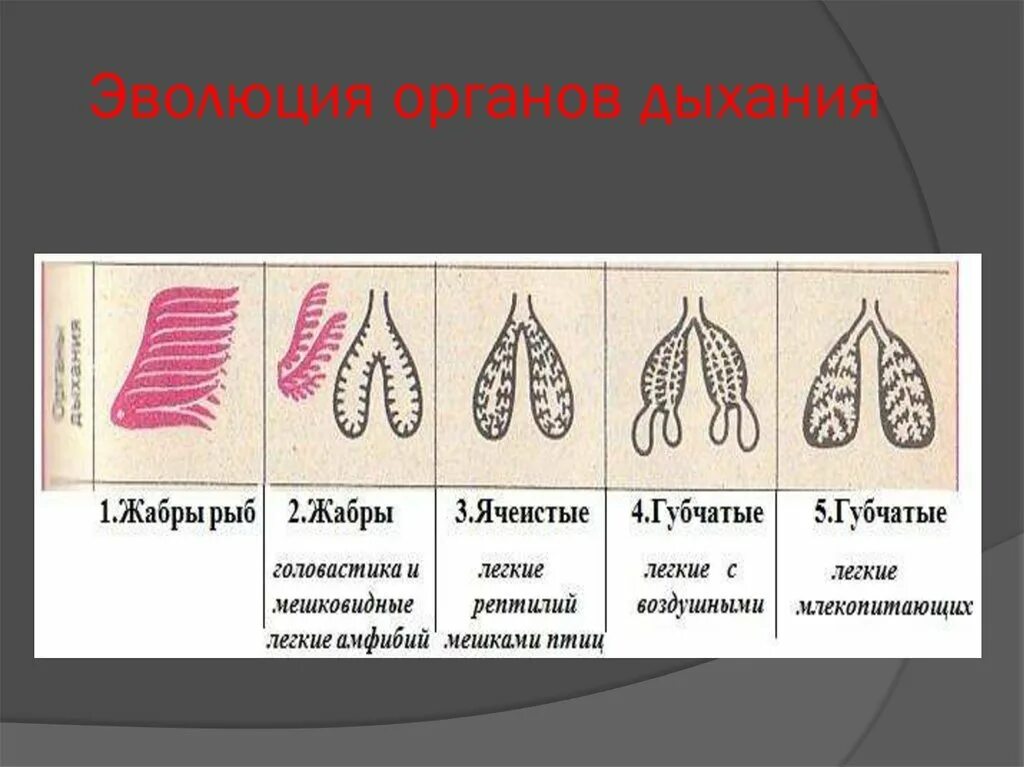 Ячеистые легкие характерны для