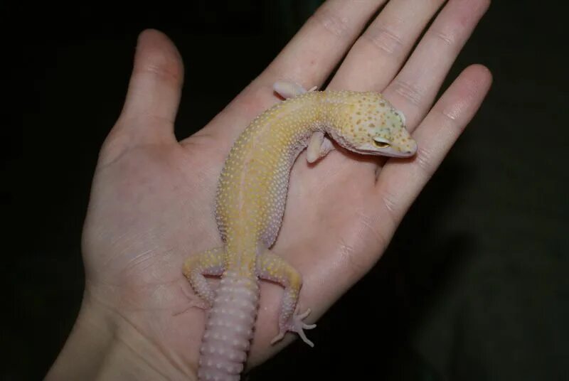 Raptor эублефар. Мерфи паттернлесс эублефар. Hypo mack snow эублефар. Пятнистый эублефар. Эублефар морфы.