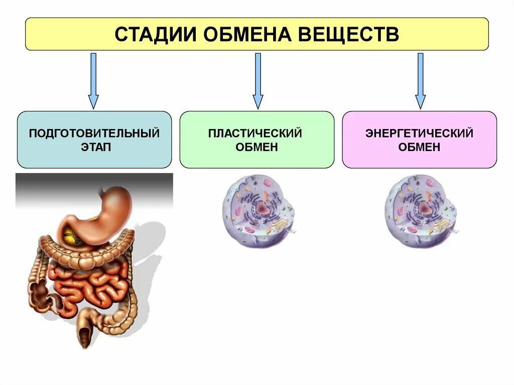 Подготовительный этап пластического обмена. Этапы обмена веществ. подготовительная стадия обмена веществ. стадии обмена веществ 8 класс. этапы подготовительный пластический энергетический обмена веществ.