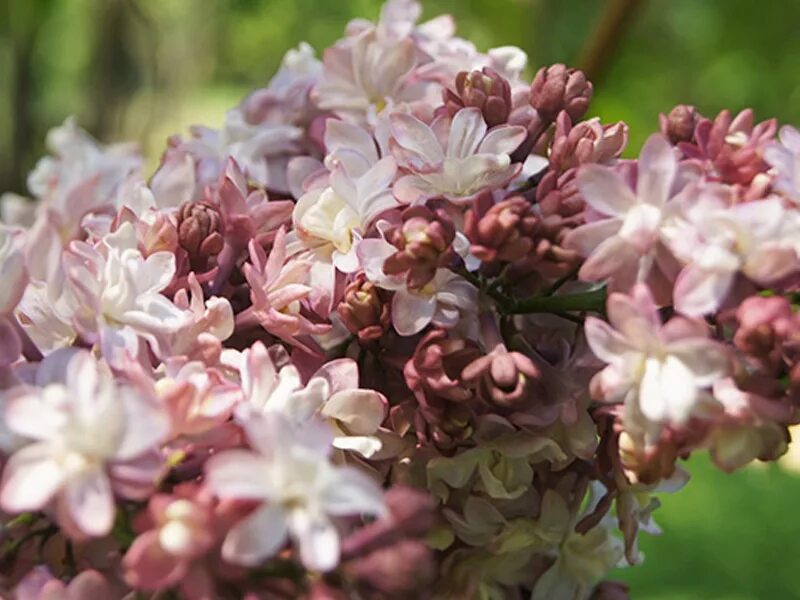 Сирень федерико гарсиа лорка. Федерико гарсия лорка сирень. Сорт сирени федерико гарсиа лорка. Сорт сирени федерико гарсиа лорка. Сирень федерико гарсиа лорка фото и описание сорта.