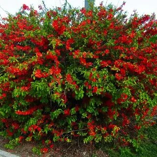 Айва декоративная кустарник описание