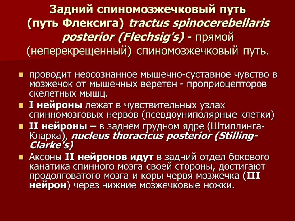 Спинно мозжечковые пути. Передний спинно мозжечковый функции. Передний спиномозжечковый путь функции. Путь Флексига и Говерса. Задний спинно-мозжечковый путь функции.