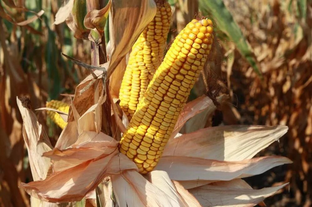 Кукуруза примеры. Мраморная кукуруза сорт. Строение соцветия початок. Семена сахарной кукурузы. Маис что это такое маис.