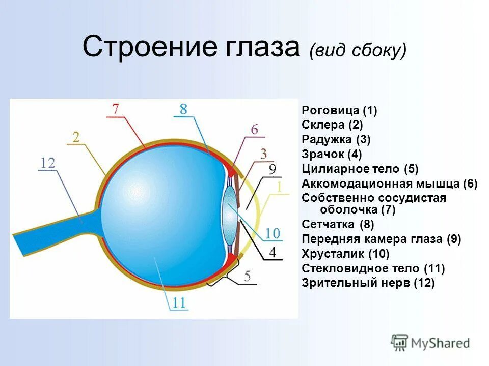 Строение глаза человека 8 класс