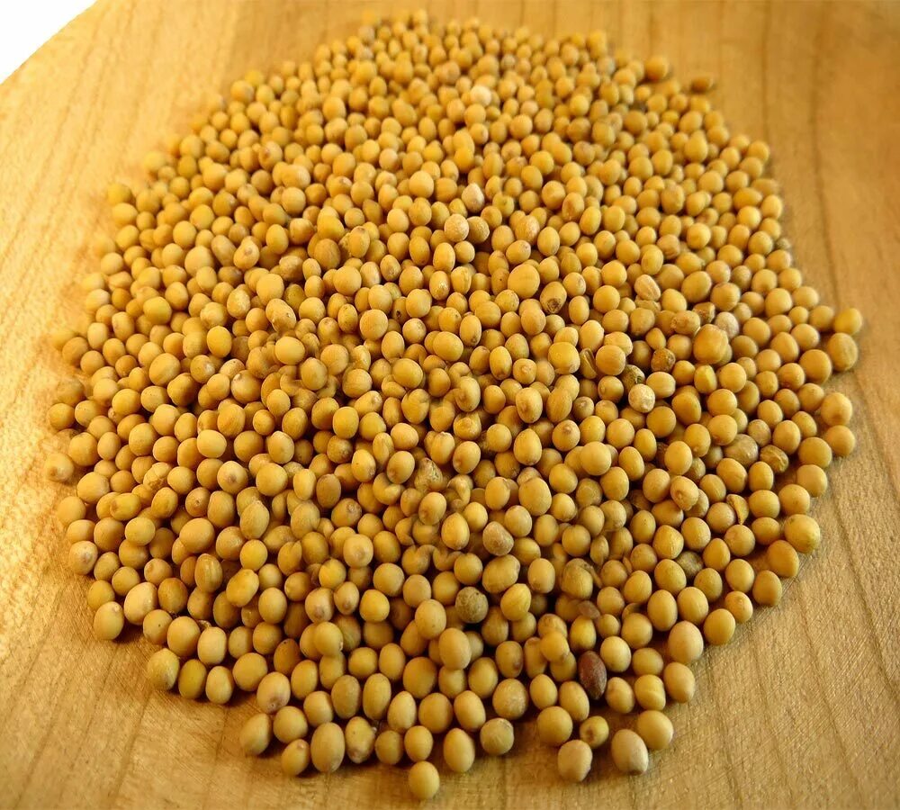 Sell mustard seeds(id:24162521) - EC21