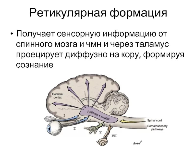 Ретикулярная формация головного мозга функции. Ретикулярная формация строение и функции. Функции ретикулярной формации ствола мозга. Рефлекторная функция ретикулярной формации.