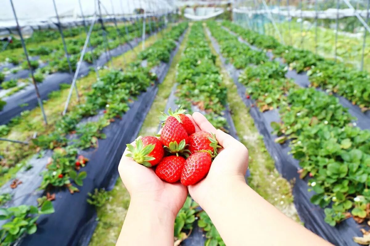 Pick your own. Strawberry picking. strawberry in farm. фулл дей клубника с холодком. strawberry farm tour.