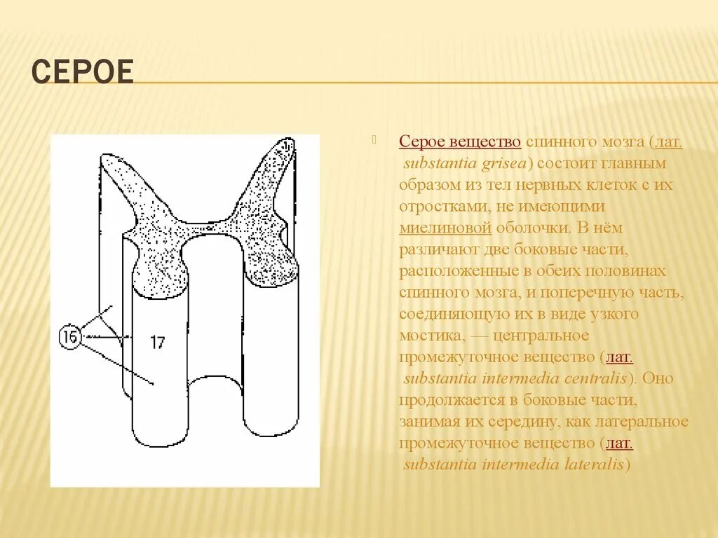 Серое вещество спинного мозга. Серое вещество спинного мозга состоит из. Серой вещесвто спмнного мозга состоит из. Промежуточное серое вещество.