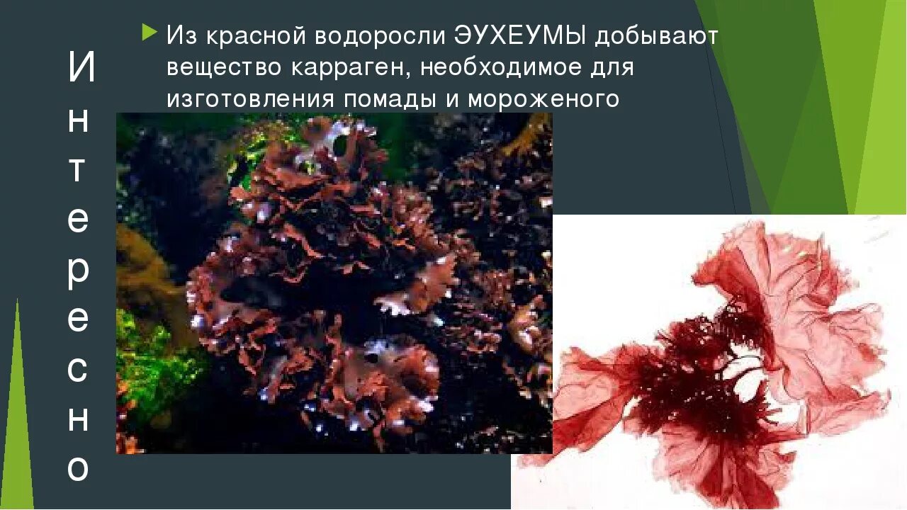 Значение красных водорослей в жизни человека. Красные водоросли. красные водоросли биология. интересные факты о красных водорослях. красные водоросли презентация.