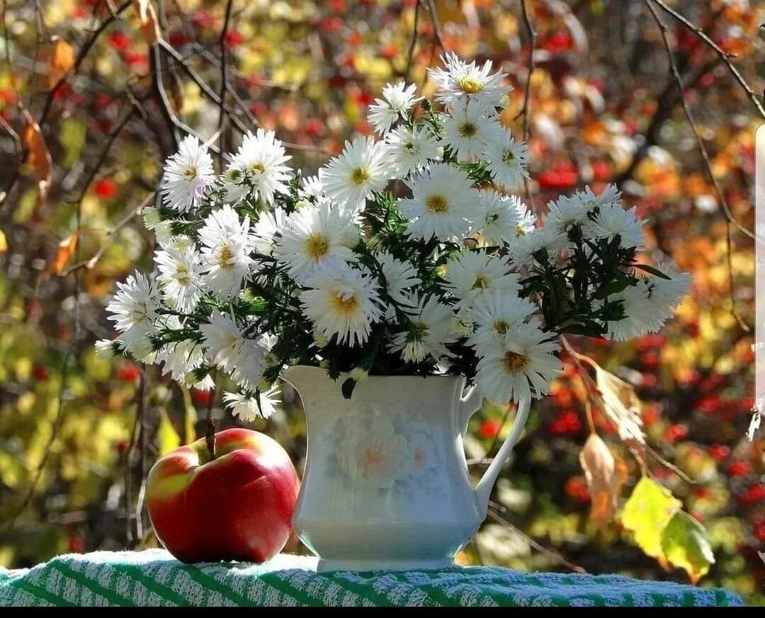 Осенние цветы. Поздние осенние цветы. Сентябрьские цветы. Утренние цветы. Будет ясный новый день