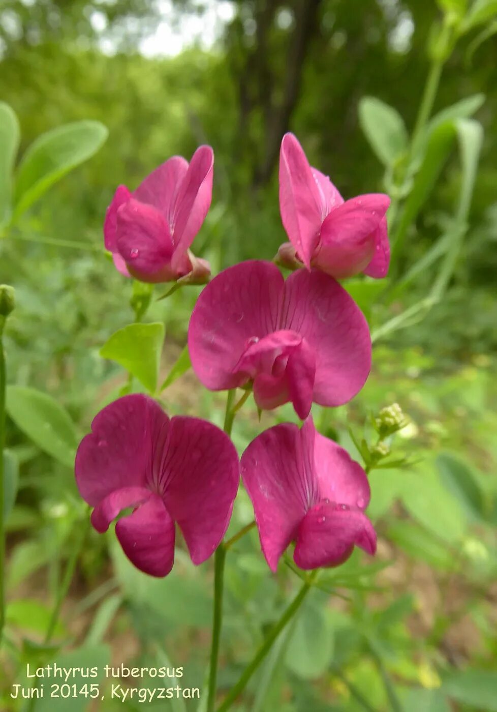 Покажи чина. Чина (Lathyrus). Чина клубненосная Lathyrus tuberosus. Сорняк чина клубненосная. Чина киноварная.