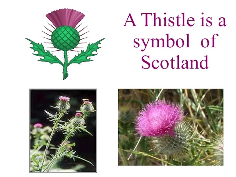 Scotland plant symbol