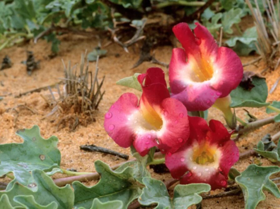 Мартиния душистая фото. Мартиния душистая. Harpagophytum procumbens. Гарпагофитум распростертый. Мартиния душистая коготь дьявола.