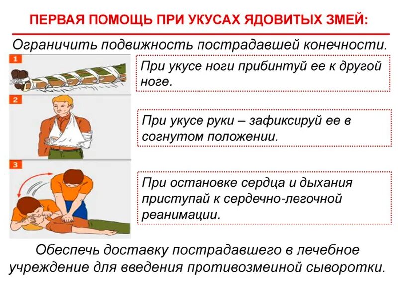 Оказание первой помощи при укусах ядовитых змей. Оказание первой помощи при укусе змеи. Первая помощь при укусе змеи и ядовитых насекомых. Правила оказания помощи при укусах змей и ядовитых насекомых.