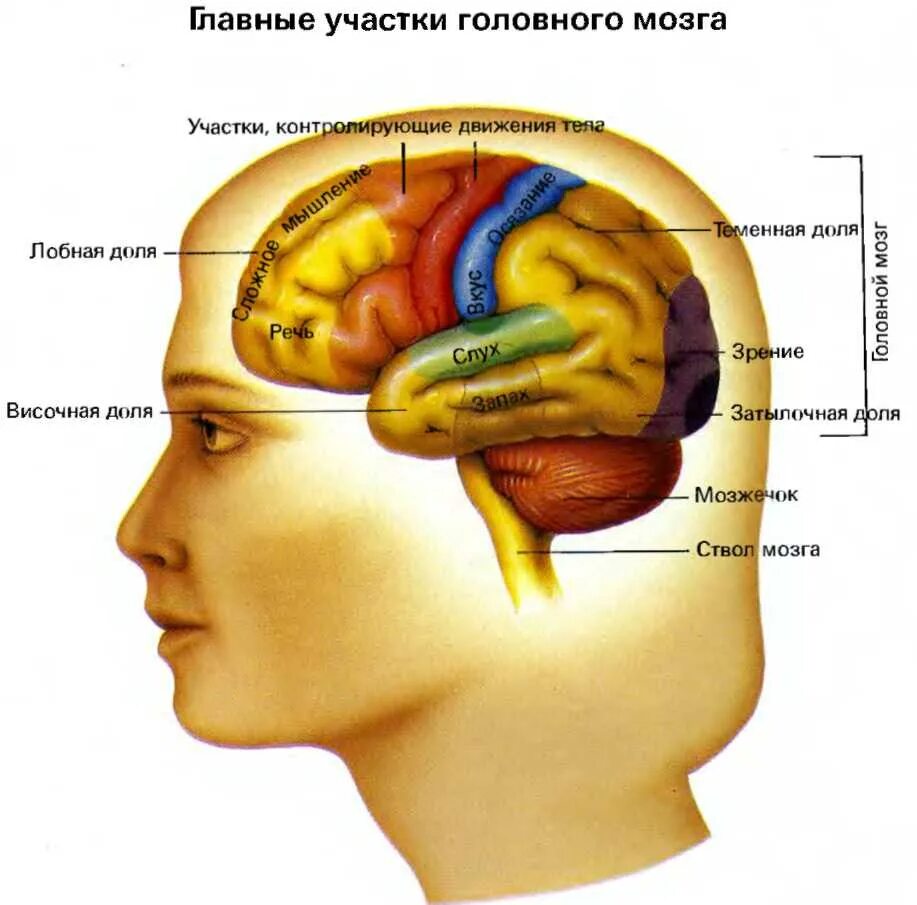 В теменной доле анализаторы. Участки мозга. Строение головного мозга. Участки мозга за что отвечают. Мозговые центры анатомия.