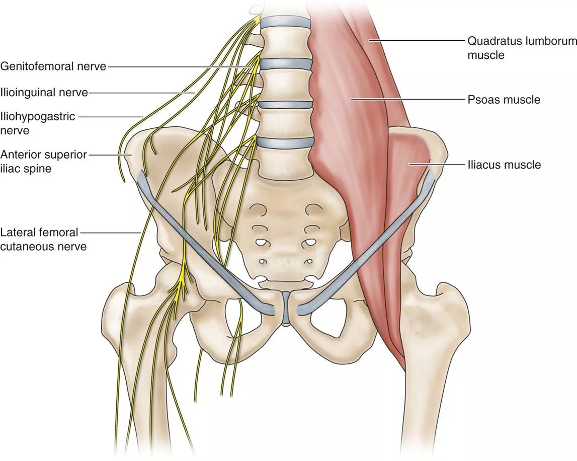 Невропатия полового нерва. Подвздошно-паховый нерв анатомия. Подвздошно подчревный нерв. Подвздошно-подчревный и подвздошно-паховый нервы. Запирательный нерв топография.