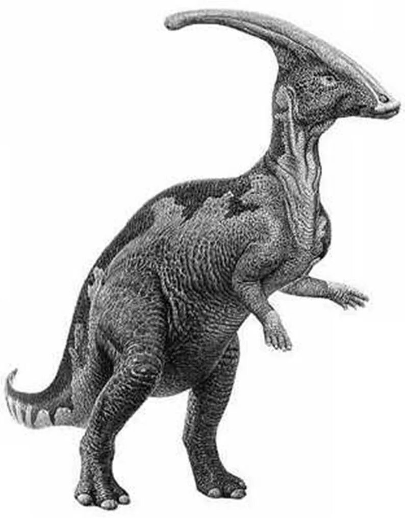 Паразауролоф (Parasaurolophus). Parasaurolophus динозавр. Паразауролоф АРК. Паразауролоф papo. Динозавр с рогом на голове