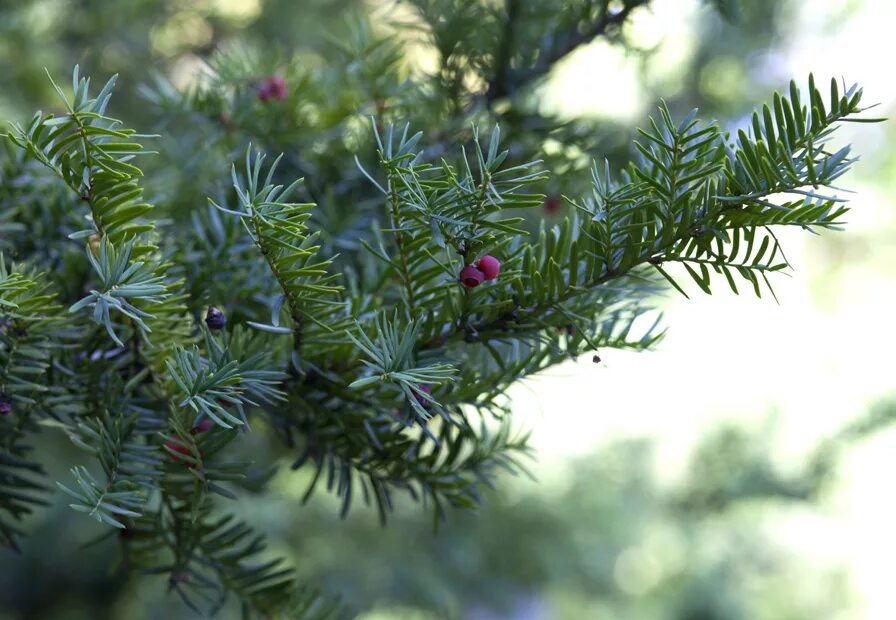 Хвойное 6 букв. Тис остроконечный Taxus cuspidata. Тис Taxus cuspidata Nana. Тис остролистный. Тис остроконечный хвоя.