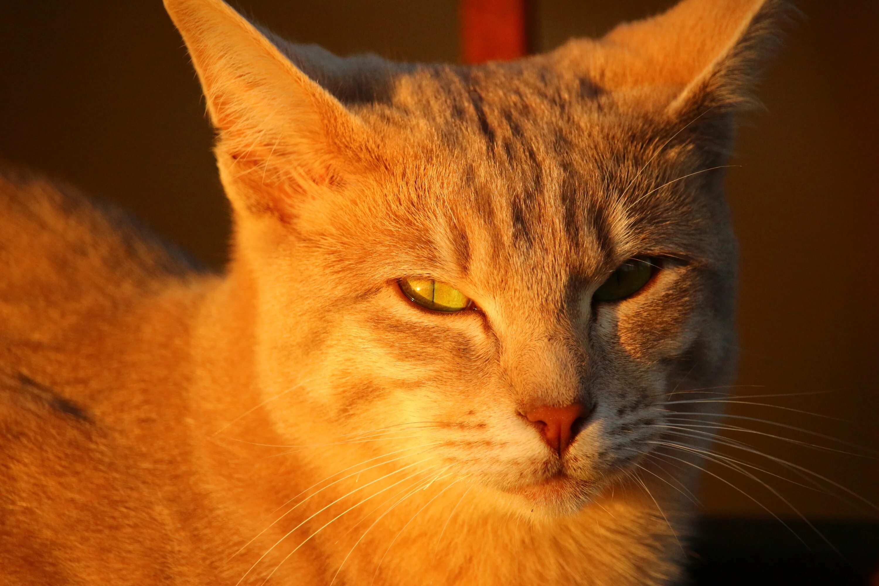 Even the cat