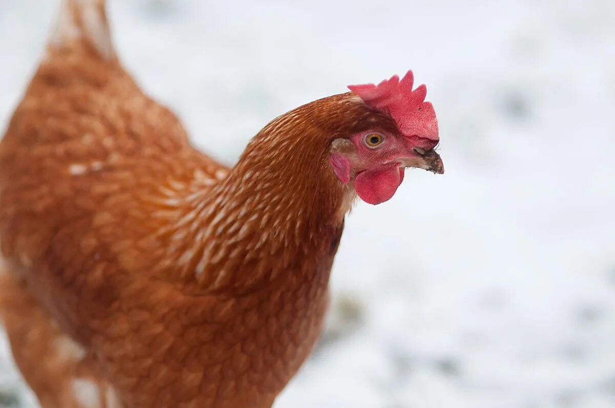 Курица зимой. Курица в снегу. Куры на снегу. Куры зимой.