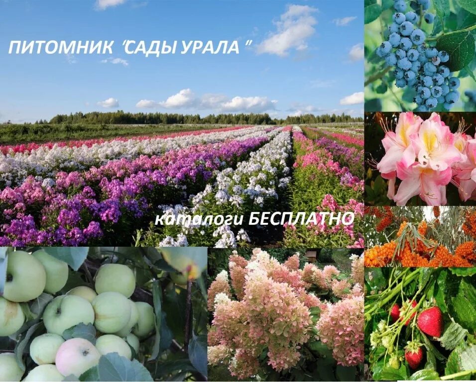 Питомник душа сада каталог на весну. Питомник душа сада каталог на весну. Сады урала. Питомник душа сада каталог на весну. Сады урала интернет.